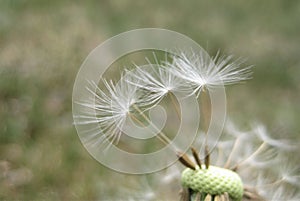 macro photo with a decorative natural background of white fluff of a herbaceous dandelion plant for design