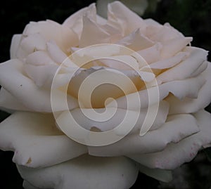 Macro photo with a decorative natural floral background of beautiful white flowers of a bush perennial rose plant