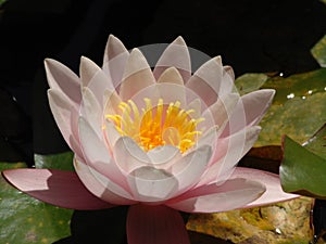 Macro photo with a decorative summer background texture purple petals of garden flowers water Lily