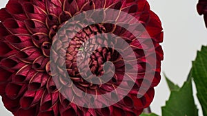 Macro photo Deep burgundy color dahlia,formal ornamental type, on a gray background. Beautiful flower banner, close-up, copy space