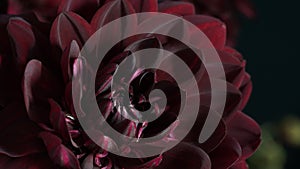 Macro photo Deep burgundy,red color dahlia,formal ornamental type, on a black background. Beautiful flower banner, close-up, copy