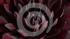 Macro photo Deep burgundy,red color dahlia,formal ornamental type, on a black background. Beautiful flower banner, close-up, copy