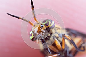 Macro Photo of a Deer Fly's Head