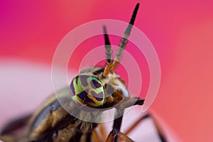 Macro Photo of a Deer Fly's Head