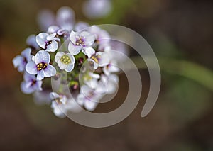 Macro photo, delicate flowers, Sweet Allysum (Lobularia maritima)
