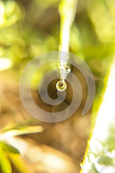 Macro photo of a dew drop in the morning with a soft perfect bokeh background