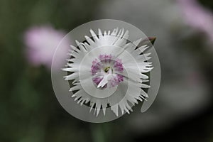 a macro photo of Dianthus sternbergii, Caryophyllaceae, Fringed Pink, flower