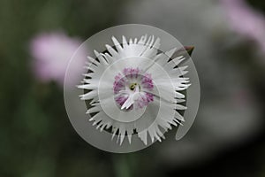 a macro photo of Dianthus sternbergii, Caryophyllaceae, Fringed Pink, flower photo