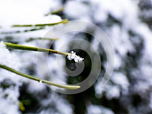 Macro photo of distinct real snowflake on a green pine needle with dark background