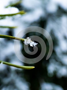 Macro photo of distinct real snowflake on a green pine needle with dark background