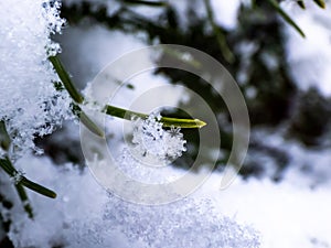 Macro photo of distinct real snowflake and snow on a green pine needle with dark background