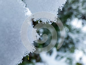 Macro photo of distinct real snowflake and snow on a green pine needle with dark background