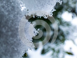 Macro photo of distinct real snowflake and snow on a green pine needle with dark background