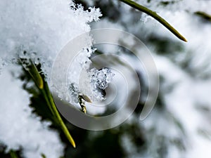 Macro photo of distinct real snowflake and snow on a green pine needles ans snow piles with dark background