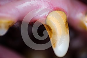 Macro photo of a dog tooth  with bacterial plaque and gingivitis photo