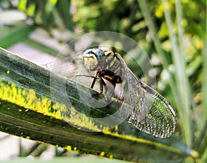 Macro photo of a dragonfly on a leaf