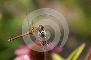 Macro photo of a dragonfly surrounded by echinacea flower