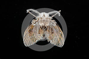 Macro Photo of Drain Fly on Black Glass