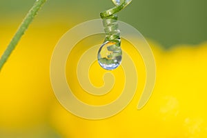 Macro photo of a drop of water or dew on grass with flower reflection