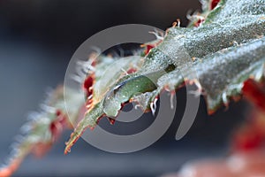 Macro photo drops flowing over a floral sheet. Scorching water flows down. Green leaf with drops.