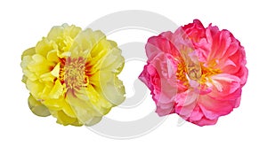 Macro photo dutch pink and yellow peony on white isolated background