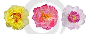 Macro photo dutch yellow, pink, white peony top view on white isolated background.