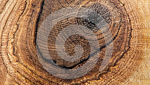 macro photo of an ebony tree_round surface with wood texture
