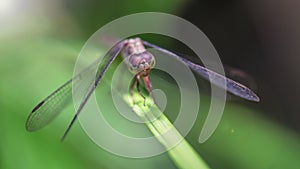 macro photo of an elegant purple dragonfly landed on a leaf in the tropical rainforest of Thailand. Fragile and gracious insect 