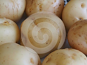 Macro photo of epicure potatoes photo