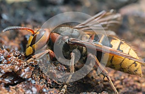 Macro photo of an european hornet, Vespa crabro feeding on sap on oak