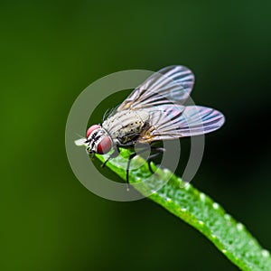 Exotic Drosophila Fruit Fly Diptera Insect on Green Grass