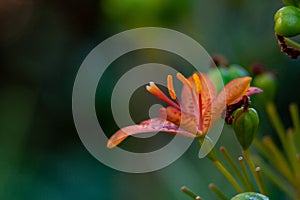 Macro photo from a exotic orange bloom