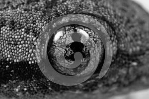 Macro Photo of Eye of Mediterranean House Gecko, Black and White