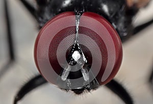 Macro Photo of Eyes of Noon Fly on The Floor