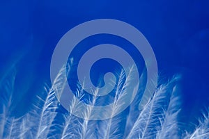 Macro photo. Feather on blue, blurred background. Beautiful soft texture of the pen.