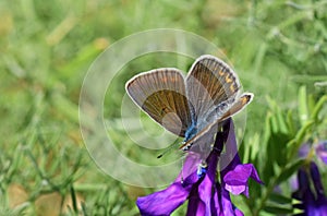 Female Polyommatus amandus , The Amanda`s blue butterfly photo