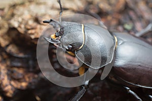 Female stag beetle, Lucanus cervus on oak wood