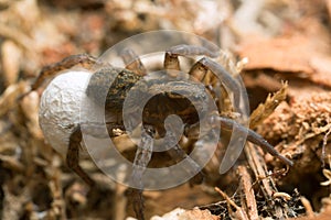 Macro photo of a female wolf spider with eggsack.