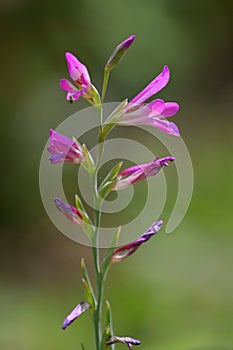 Macro photo Field Gladiolus (Gladiolus italicus