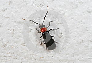 Macro Photo of Firefly on The Wall