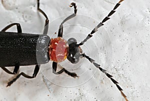 Macro Photo of Firefly on The Wall