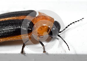 Macro Photo of Firefly on White Floor