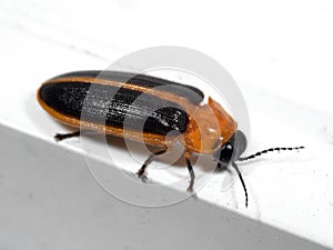 Macro Photo of Firefly on White Floor