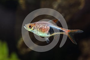 Macro photo of fish in aquarium