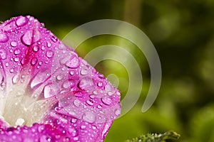 Macro Photo of flower covered with water drops