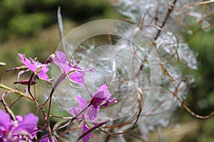 Macro photo of flower fluff with petal in front