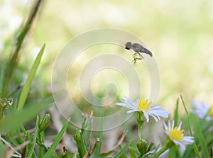 Macro photo of a flower fly flying over small daisies