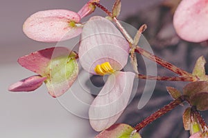 Macro photo of a flower. Macro photo flower leaf Begonia bowerae. Photos of flowers closeup in purple tones. Lilac floral leaves photo