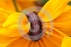 macro photo of a flower unusual association, organ