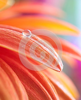 Macro photo of flower with water drop